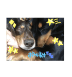 わたしのハンサム犬達（個別スタンプ：10）