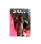 わたしのハンサム犬達（個別スタンプ：12）