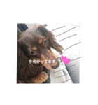わたしのハンサム犬達（個別スタンプ：13）