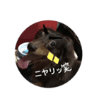 わたしのハンサム犬達（個別スタンプ：15）