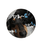 わたしのハンサム犬達（個別スタンプ：16）