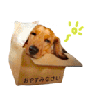 正宗さん（個別スタンプ：7）
