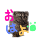 ミーニャんスタンプ（個別スタンプ：3）