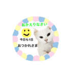 ミーニャんスタンプ（個別スタンプ：6）
