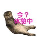 Noelのだるだるスタンプ（個別スタンプ：2）