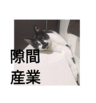 雑種ねこ英世（ひでよ）の日常+α（個別スタンプ：16）