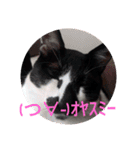 雑種ねこ英世（ひでよ）の日常+α（個別スタンプ：24）