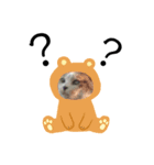 ブサイクで可愛い猫のスタンプ（個別スタンプ：5）
