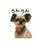MIX犬ぴゅん丸6（実写版☆）（個別スタンプ：2）