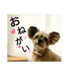 MIX犬ぴゅん丸6（実写版☆）（個別スタンプ：9）