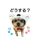 MIX犬ぴゅん丸6（実写版☆）（個別スタンプ：12）