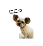MIX犬ぴゅん丸6（実写版☆）（個別スタンプ：16）