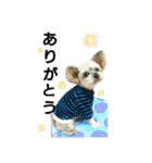 MIX犬ぴゅん丸6（実写版☆）（個別スタンプ：21）