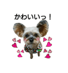 MIX犬ぴゅん丸6（実写版☆）（個別スタンプ：24）