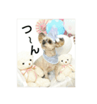 MIX犬ぴゅん丸6（実写版☆）（個別スタンプ：30）