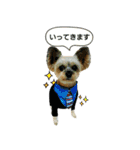 MIX犬ぴゅん丸6（実写版☆）（個別スタンプ：35）