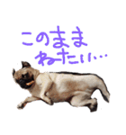ウチのめいちゃん（個別スタンプ：29）