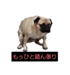 ウチのめいちゃん（個別スタンプ：38）
