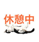 ココと仲間たち④（個別スタンプ：2）