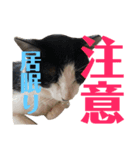 ココと仲間たち④（個別スタンプ：4）