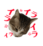 ココと仲間たち④（個別スタンプ：7）