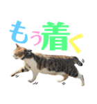ココと仲間たち④（個別スタンプ：8）