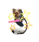 m＆c...（個別スタンプ：1）