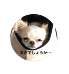 Tofuの気持ち（個別スタンプ：1）