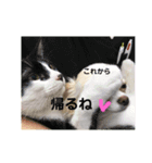 Tofuの気持ち（個別スタンプ：8）