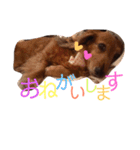everyday Qoo chan（個別スタンプ：3）
