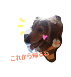 everyday Qoo chan（個別スタンプ：5）