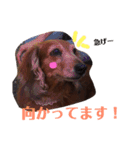 everyday Qoo chan（個別スタンプ：6）