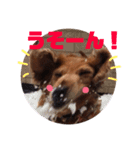 everyday Qoo chan（個別スタンプ：7）