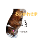 everyday Qoo chan（個別スタンプ：14）
