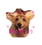 everyday Qoo chan（個別スタンプ：15）