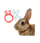うさぎのちょこちゃん（個別スタンプ：1）