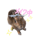 うさぎのちょこちゃん（個別スタンプ：5）