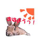 うさぎのちょこちゃん（個別スタンプ：6）