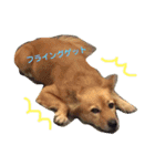犬ときどきうさぎ（個別スタンプ：1）