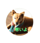 犬ときどきうさぎ（個別スタンプ：2）