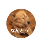 犬ときどきうさぎ（個別スタンプ：4）