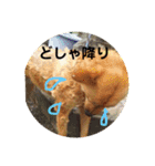 犬ときどきうさぎ（個別スタンプ：5）