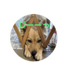 犬ときどきうさぎ（個別スタンプ：7）