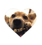 犬ときどきうさぎ（個別スタンプ：8）