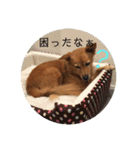 犬ときどきうさぎ（個別スタンプ：10）