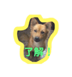 犬ときどきうさぎ（個別スタンプ：11）