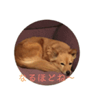 犬ときどきうさぎ（個別スタンプ：12）