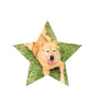 犬ときどきうさぎ（個別スタンプ：13）