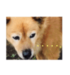 犬ときどきうさぎ（個別スタンプ：14）