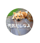 犬ときどきうさぎ（個別スタンプ：16）